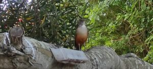 9. Pechito colorado en el comedero - WhatsApp Image 2025-01-17 at 12.07.49 (2).jpeg